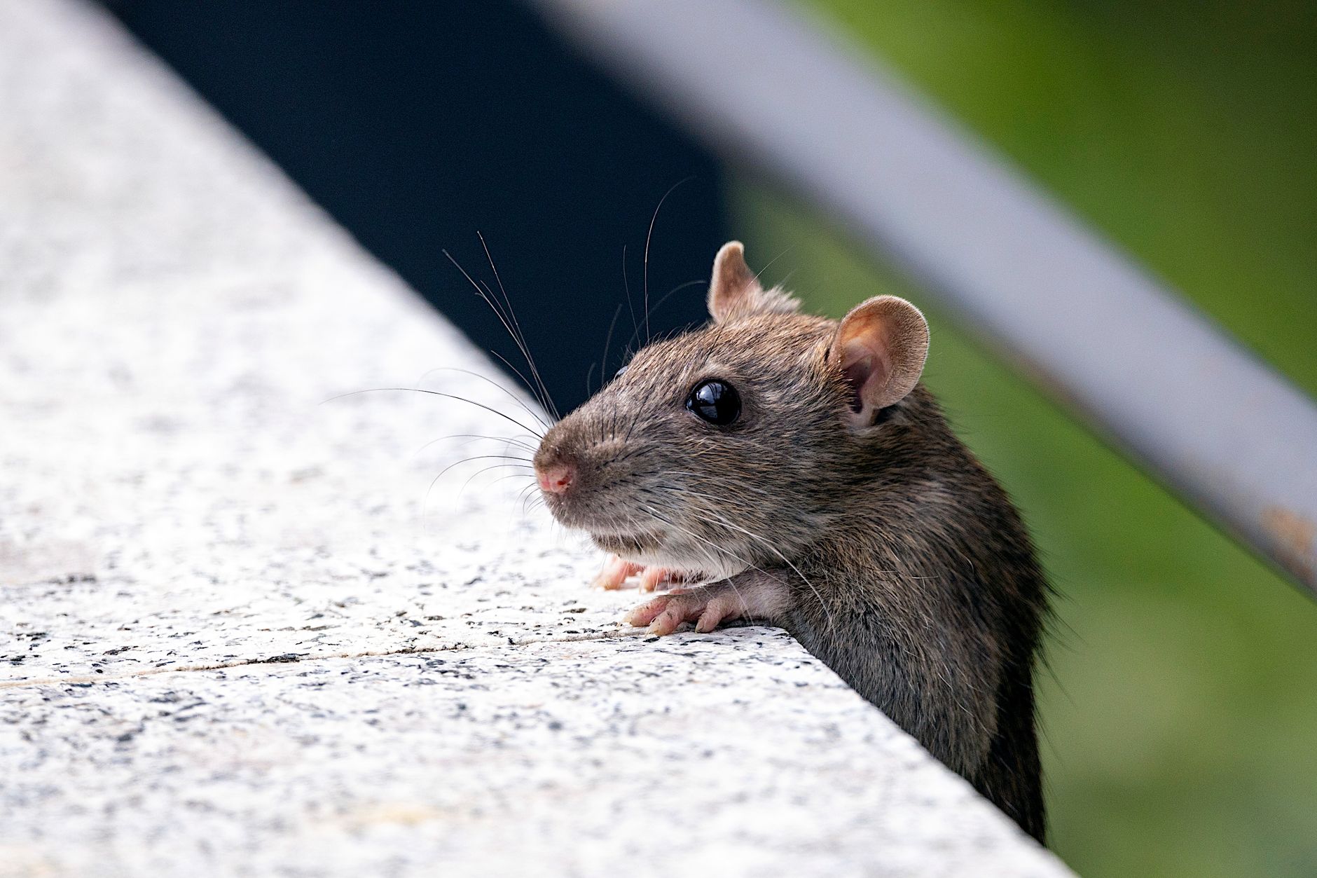 Désinsectisation dératisation à Chatou